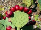 Fruct de cactus (Prickly pears)