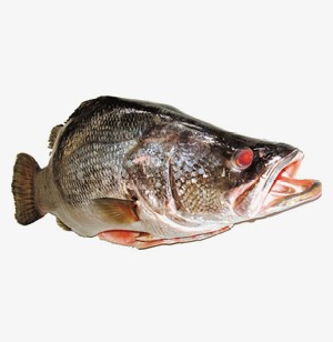 Nile perch fish/white fish