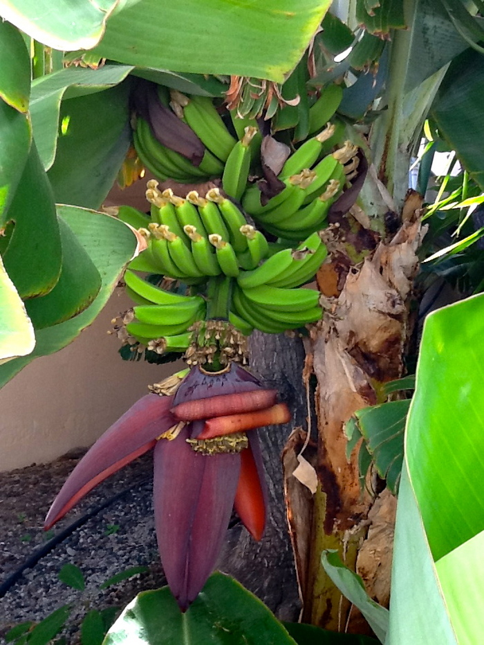 Banane, Planta, galben, prajite, bucataria latina