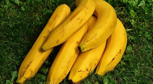Banane, plante, proaspete