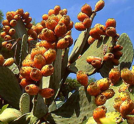 Fructul de cactus (Opuntia)
