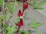 Roselle (Hibiscus sabdariffa), proaspata