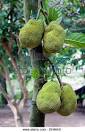 Jackfruit (A. heterophylla), proaspat
