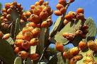 Opuntia (fructul cactusului), proaspata