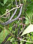 Fasol (Vigna unguiculata - ochi negri), frunze, crud