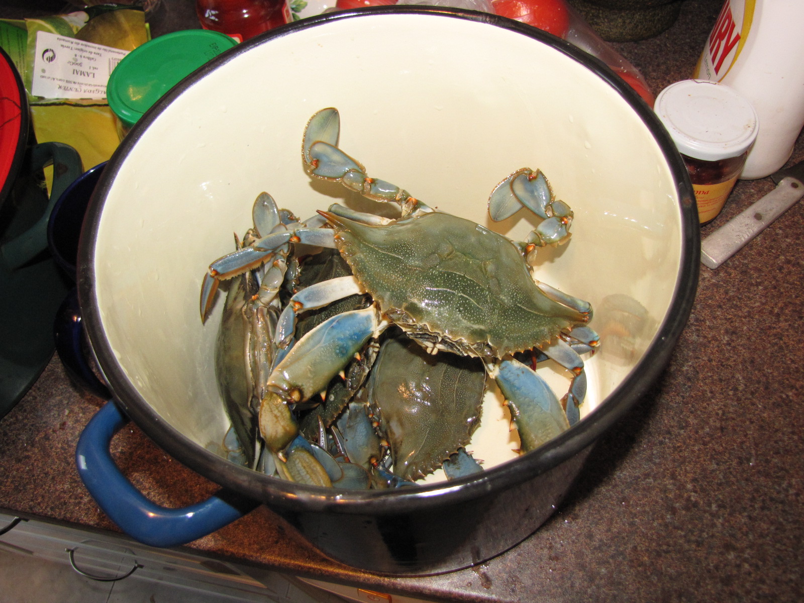 Crab, albastru, conservat