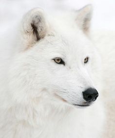 Bastoncini peste, Wolf Polar